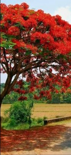 404- Heartwood, Loose Heartwood, Loose Gulmohar Tree Heartwood - Picture 8 of 9