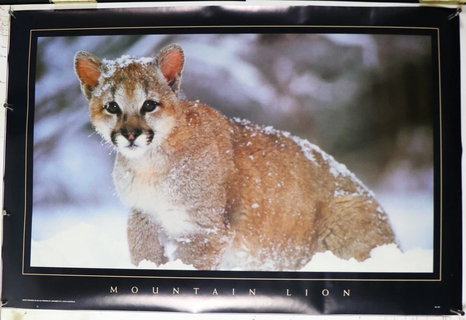 Mountain lion PUMA felis concolor vintage poster 24.25"X36.50" NOS (b896) - Изображение 3 из 3