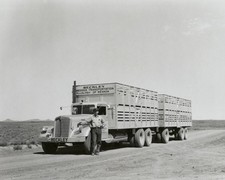 Beckley Livestock Transportation of Nevada Kenworth Truck Driver 8x10 photo 1938