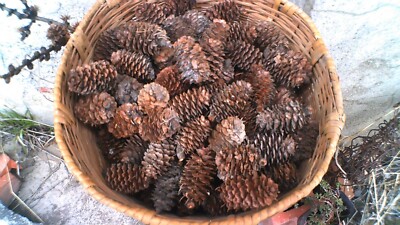 Tamarack (western Larch) cones