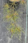 Acer palmatum 'Fairy Hair' (Fairy Hair Japanese Maple) Rare!