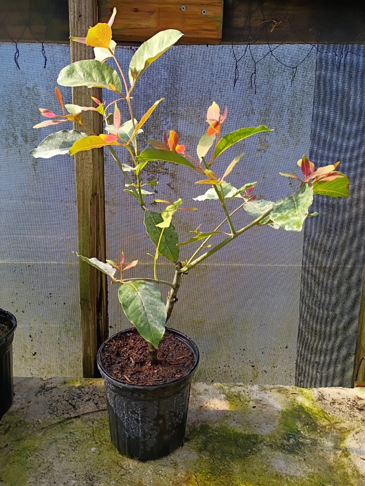 Beautiful 5 years old grafted Eucalyptus Rainbow
Opens in a new window or tab
