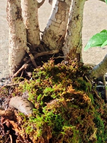 Bonsai Grove Fig Trees - Picture 3 of 10
