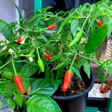 50 GUAM BOONIE PEPPER SEEDS "Doni Sali" (Capsicum chinense) RARE ULTRA HOT 2024