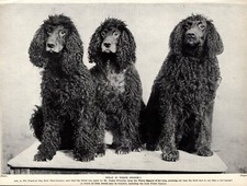 1930s Irish Water Spaniel Print Three Pretty Irish Water Spaniel Dogs 6104e