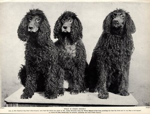 1930s Irish Water Spaniel Print Three Pretty Irish Water Spaniel Dogs 6104e