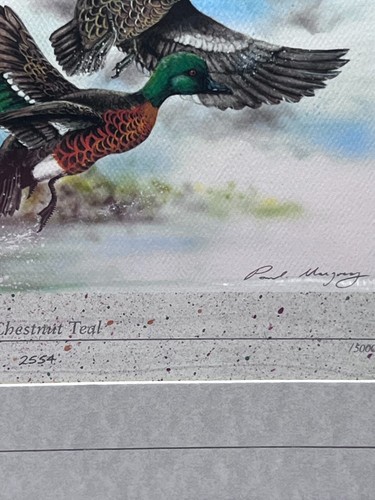 1991 Australia Waterbirds Folio Limited 5,000 Issued+20 postcards + 2 Stamp Sets - Picture 15 of 24
