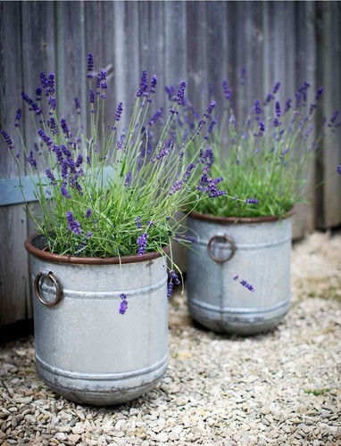Galvanised Malmesbury Planters, 3 Sizes, Rustic Grey Metal Plant Pot Bucket, - Picture 2 of 4