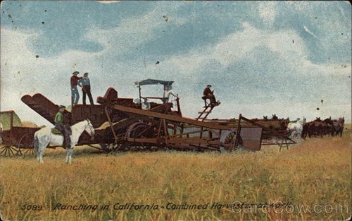 Farming Ranching in California - Raccoglitrice combinata al lavoro Cardinell-Vincent Co. - Foto 1 di 2