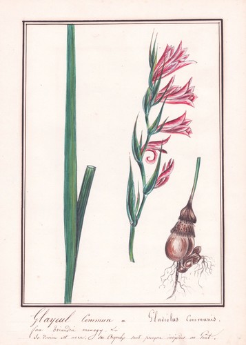 Gladiolus Botany Flower Watercolor Drawing 1830