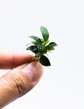 Buy 2 Get 1 Free  Rare Anubias Nana Pangolino - Live Aquarium Plant