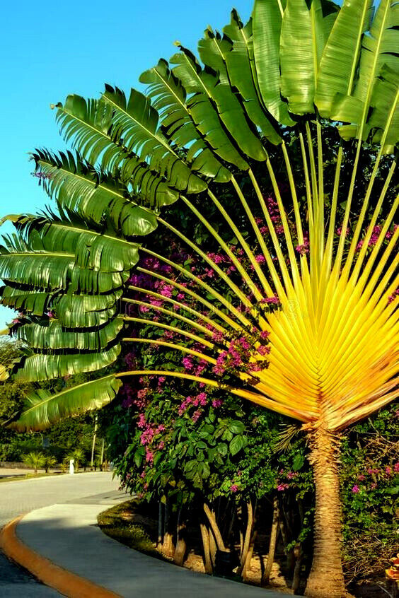 Ravenala sp. 'Honkondambo' – Red Travellers Palm – Buy seeds at