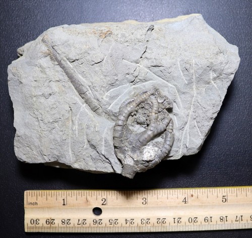 Crinoid Onychocrinus exculptus from Edwardsville Fm., Crawfordsville, Indiana - Picture 1 of 7