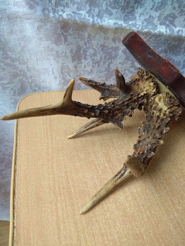 RARE Vintage old Natural Rog Roe Deer Horns Antlers Hand Carved Wooden Plaque - 第 10/12 張圖片