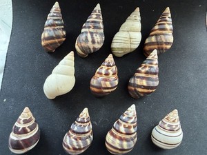 #EA02 Lot of 11 all different Liguus Fasciatus 37-52mm land snail shells