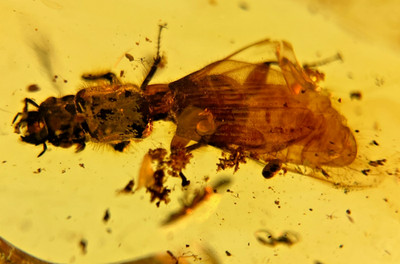 A101 BU3645 Rare Large Hirsute Scarab nice authentic Burmese Amber Burmite 99mya