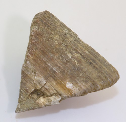 Koralle, Calceola sandalina, Devon, Eifel, Niederehe, Eifel, Deutschland -m212 - Picture 7 of 8