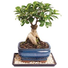 Brussel's Bonsai - Small Live Ficus Bonsai Tree, 4-Year CERAMIC POT WITH TRAY