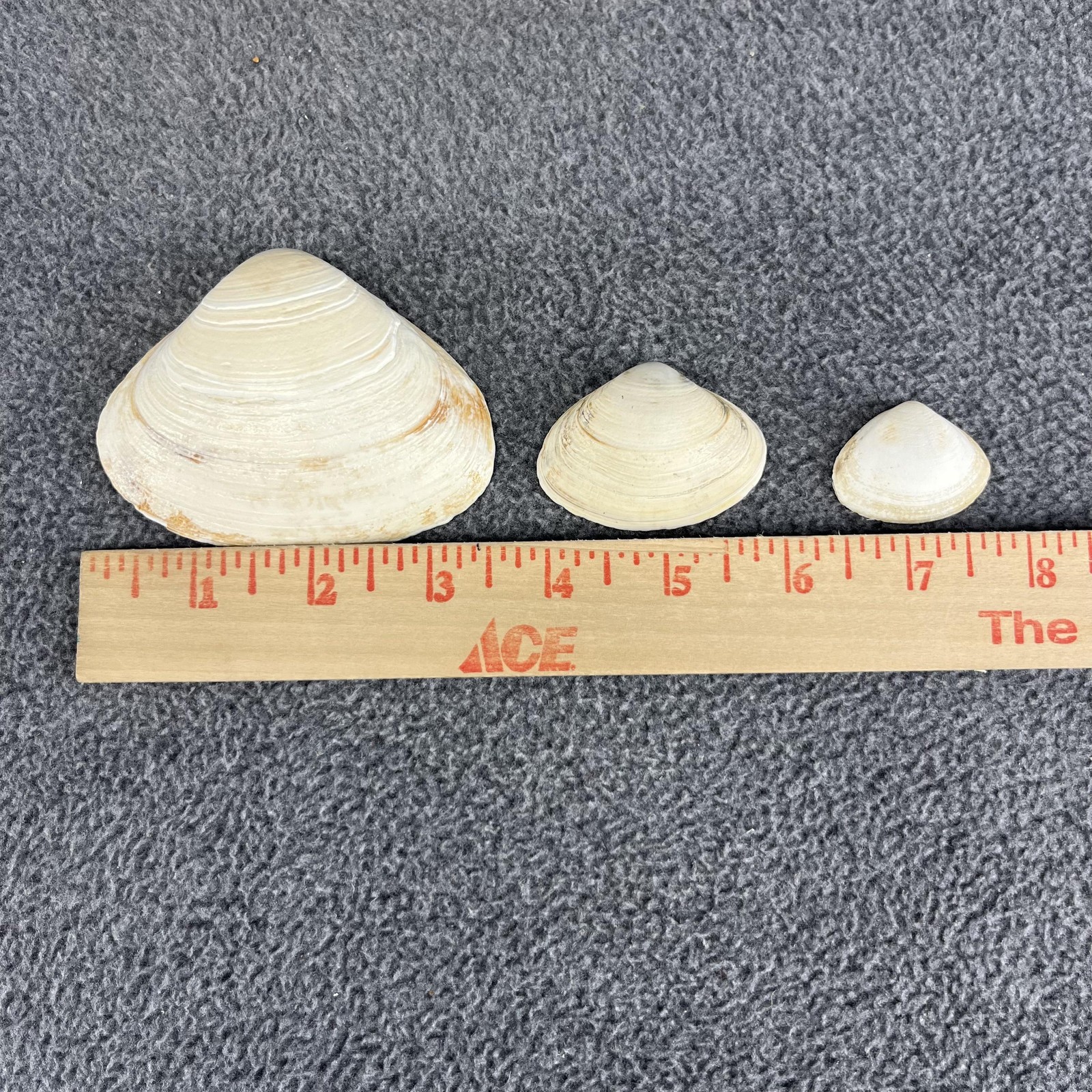 Lot of 20 Mixed Beach Clam Shells Natural Craft Decor Bulk Assorted Sizes 1-3"