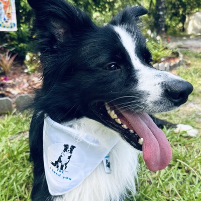 Border Collie I Herd You Funny Dog Bandana