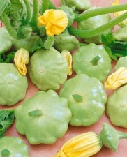10 Seeds Lunar Eclipse Patty Pan Scallops Summer Squash F1 Hybrid 