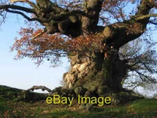Photo 6x4 Ancient Oak Tree, Fowlet Farm, Hollybush Bedstone This tree is  c2004