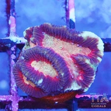 Ultra Platgyra Maze - NOT WYSIWG | Live LPS Coral | Aquacultured