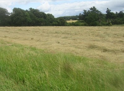 Foto 6x4 geschnittenes Gras für Silage Kirche Oakley c2016