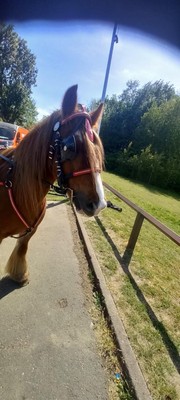 Fahrgeschirr Pony Schnellwechsler Top Qualität Leder rot/schwarz