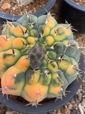 Succulent Plant Gymnocalycium quehlianum variegated  seedgrowth WYSIWYG#1
