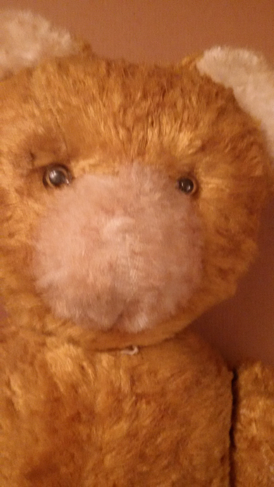 ANTIQUE MOHAIR TEDDY BEAR GLASS GLASS GLASS EYES 28d650 ANTIQUE MOHAIR TEDDY BEAR GLASS GLASS GLASS EYES 28d650