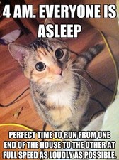 FUNNY CAT MEME 4 AM FRIDGE MAGNET 5 X 3.5