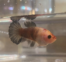 Live Betta Fish - Female - Half Moon