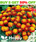 FRENCH MARIGOLD DOUBLE PETITE - HARMONY - 300 SEEDS - Tagetes patula nana FLOWER