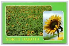 Postcard: ND Sunflower Seed Crops, North Dakota - Unposted