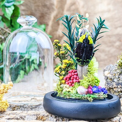 Sunset Beetle Dome display Entomology Taxidermy Oddities