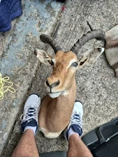Impala Taxidermy Mount African Safari