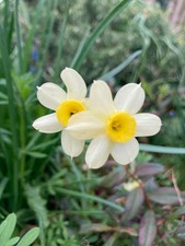 10 kg Sack of Daffodil 'Minnow' (Bulbs In The Green) Free Postage UK