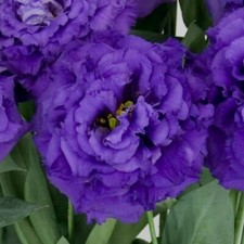 Lisianthus Seeds Lisianthus Celeb 2 Navy 25 Pelleted Seeds
