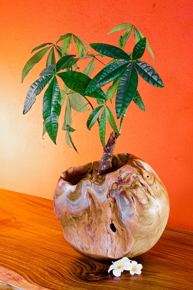 Holz Übertopf Wurzelholz Blumentopf 30cm Teak Schale Orchideen Topf Dekoration - Bild 3 von 4