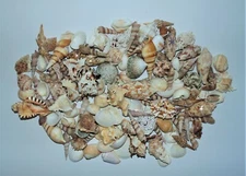 5 POUNDS LARGE INDIAN OCEAN SEA SHELL MIX 1" to 3",  CRAFT NAUTICAL