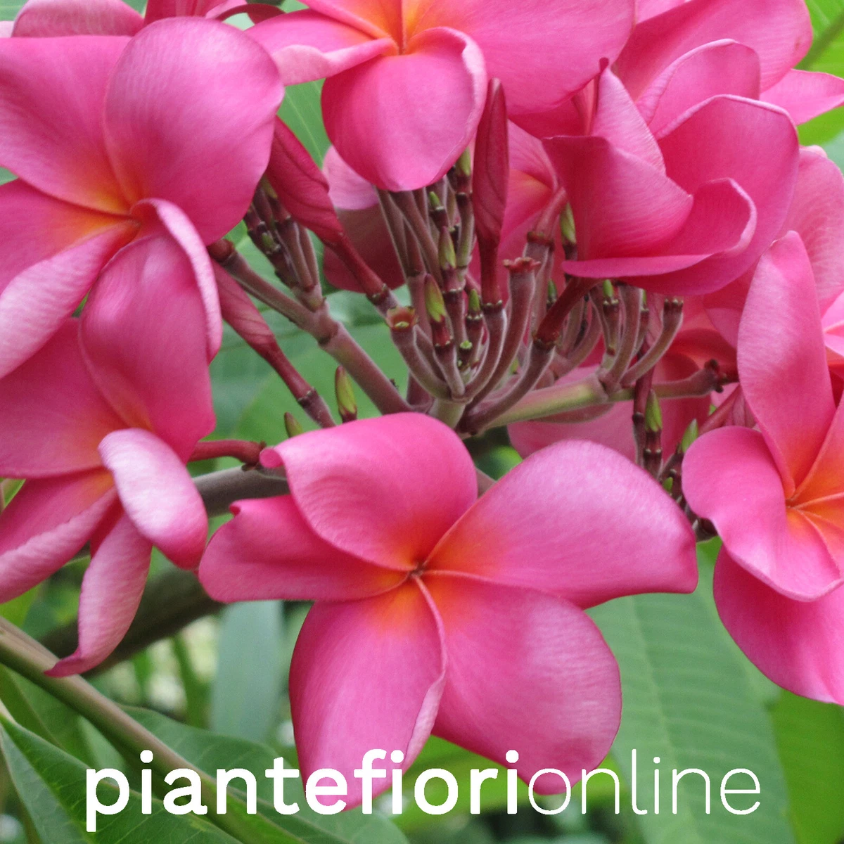 PLUMERIE - FRANGIPANI – Oasi Tropicale In Valcuvia - Foto 5