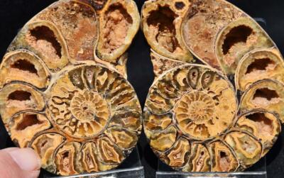 3782 PAIR Ammonite RARE V-Shaped Desmoceras nice Crystals LG 2.6'' Fossil 66mm