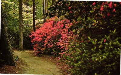 Vintage Postcard- AZALEA AND CAMELIA GARDENS, THE BOTANICAL GARDENS, NORFOLK, VA
