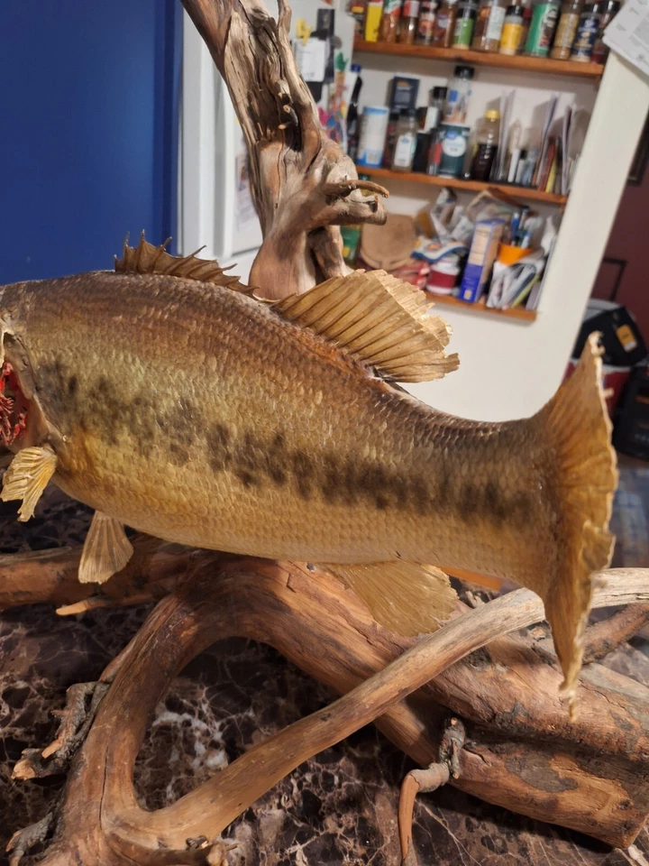 Real Skin Largemouth Bass Fish Mount Trophy Taxidermy 21" Inch Nice Stick  Base - Image 3 of 4
