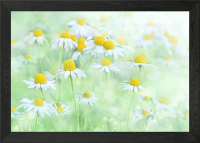 Gerahmtes Wandbild Gänseblümchenblüte Poster Leinwanddruck Bild
