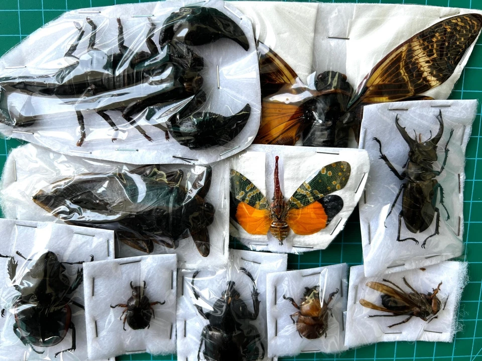15 Real Insects Beetles Scorpions Taxidermy Bugs Display Specimen Oddities Decor - image 3 of 4