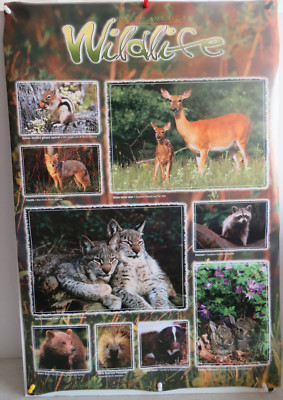 ROLLED NORTH AMERICAN WILDLIFE DEER RACOON BEAR LYNX SKUNK 24X36 POSTER AN8596