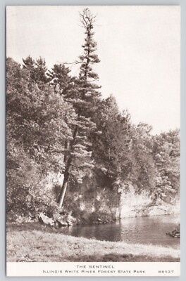 The Sentinel Illinois White Pines Forest State Park Tall Hanging Tree Postcard