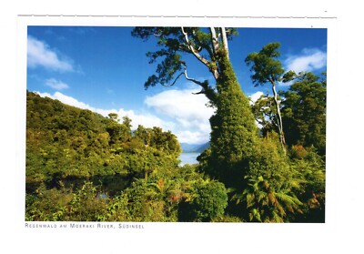 Postcard Rainforest on the Moeraki River / New Zealand